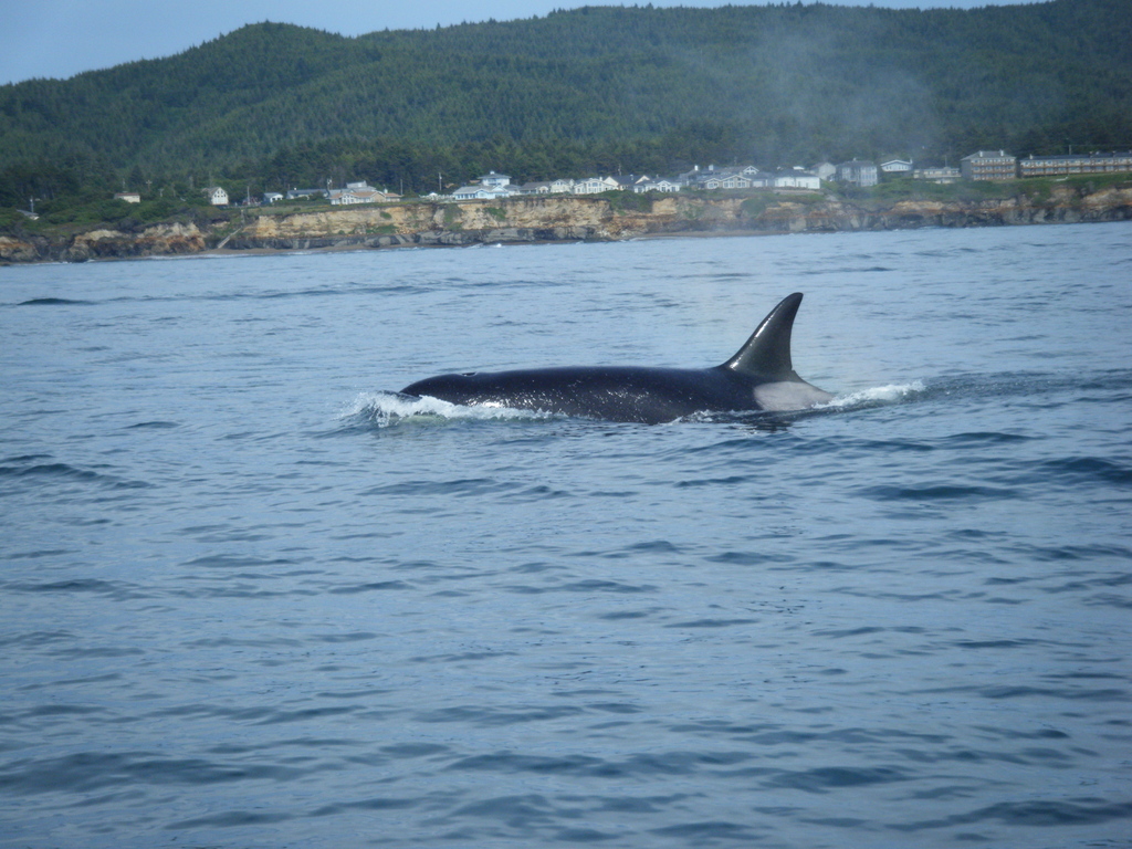 whale s tail charters orca whales killer of whales whale s tail charters orca whales killer of whales