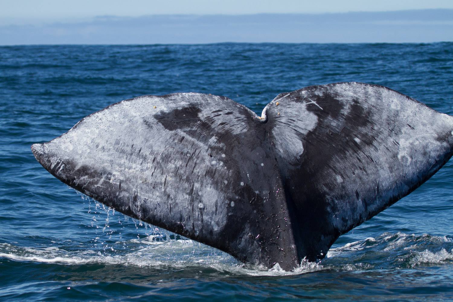 whale s tail charters gray whale senses learn more now whale s tail charters gray whale senses learn more now