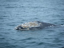 Whales Tail Charters | How To Identify Gray Whales